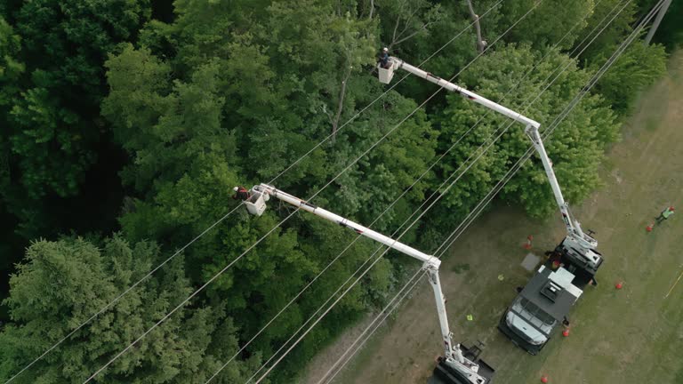 How Our Tree Care Process Works  in  Grants Pass, OR