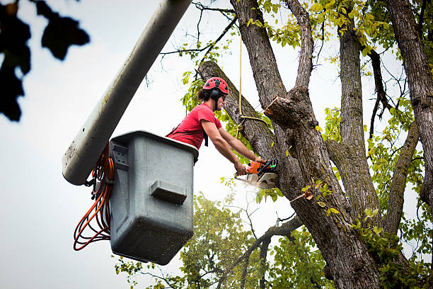 Reliable Grants Pass, OR Tree Care Services Solutions